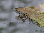 FZ008067 Submerged Marsh frog (Pelophylax ridibundus).jpg
